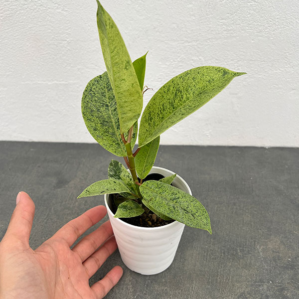 観葉植物 フィカス ジン 3号鉢入り : 園芸ネット - 通販 - Yahoo