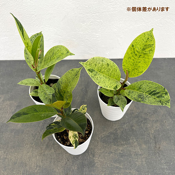 観葉植物 フィカス ジン 3号鉢入り : 園芸ネット - 通販 - Yahoo