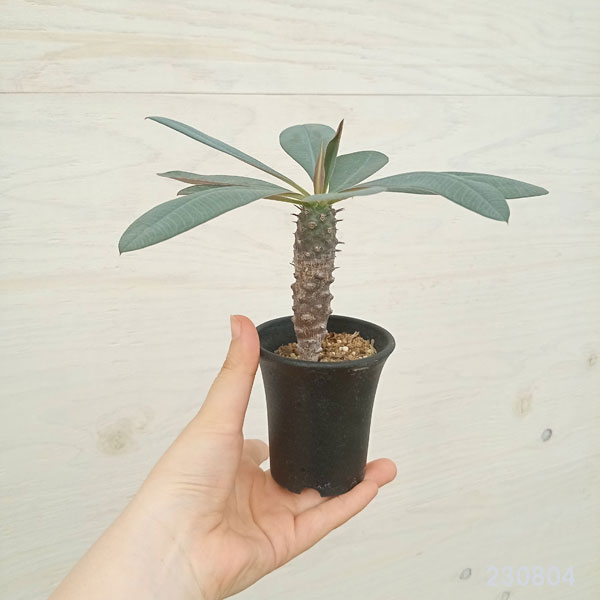 ユーフォルビア（サボテン、多肉植物） | 花、ガーデニング のおすすめ