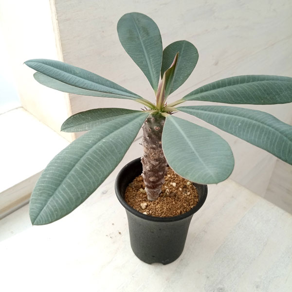 観葉植物 ユーフォルビア パキポディオイデス（実生株） 2.5号鉢植え A