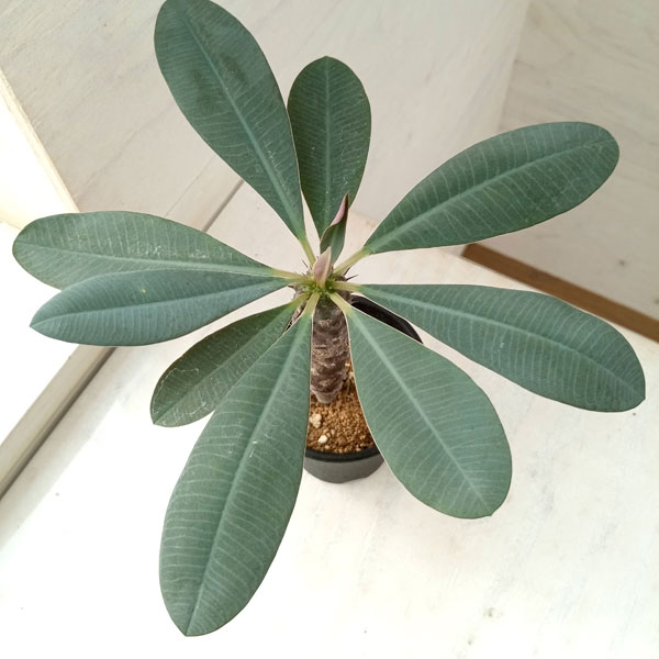観葉植物 ユーフォルビア パキポディオイデス（実生株） 2.5号鉢植え A