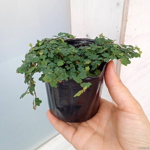 草花の苗 フィカス クエルギフォリア 3号ポットの詳細画像3
