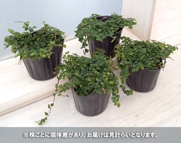 草花の苗 フィカス クエルギフォリア 3号ポットの詳細画像4
