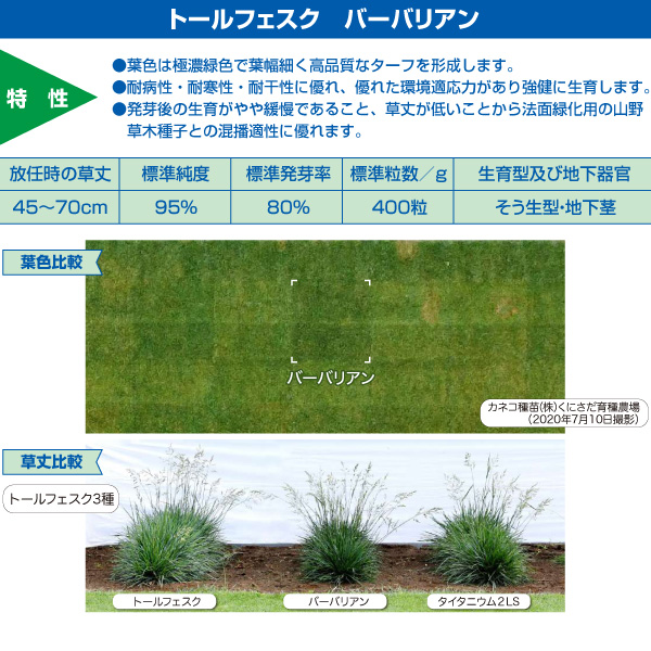 芝の種：トールフェスク バーバリアン 原袋22.5kg入り :185743:園芸ネット 通販 