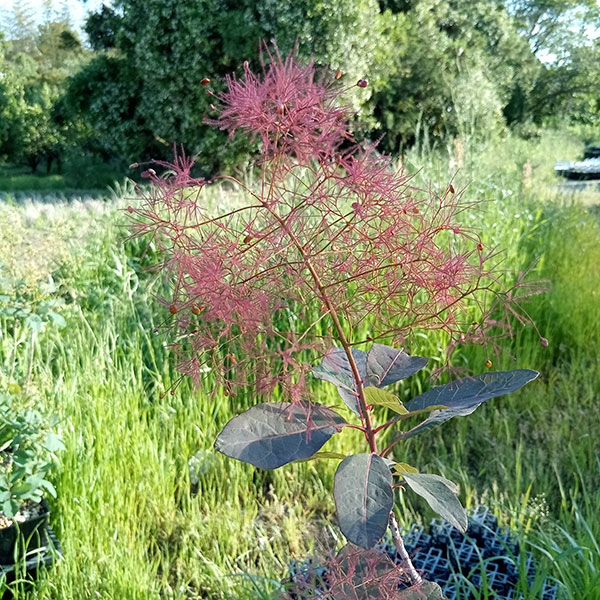 花木 庭木の苗/スモークツリー:グレース3号ポットの詳細画像3