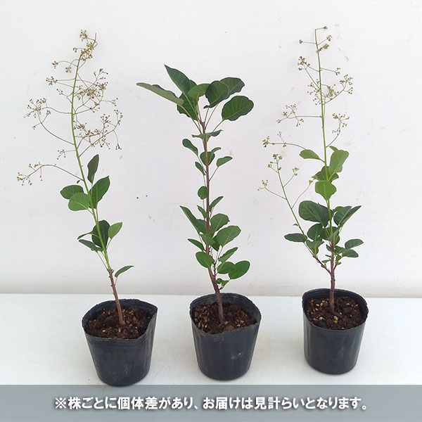 花木 庭木の苗/スモークツリー：リトルルビー3号ポット｜engei｜04