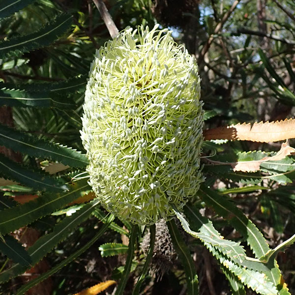 バンクシア（花、ガーデニング）のおすすめ人気商品一覧 通販 - Yahoo