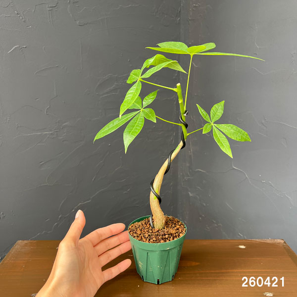 観葉植物 パキラ グラブラ(実生・曲がり仕立て...の詳細画像4