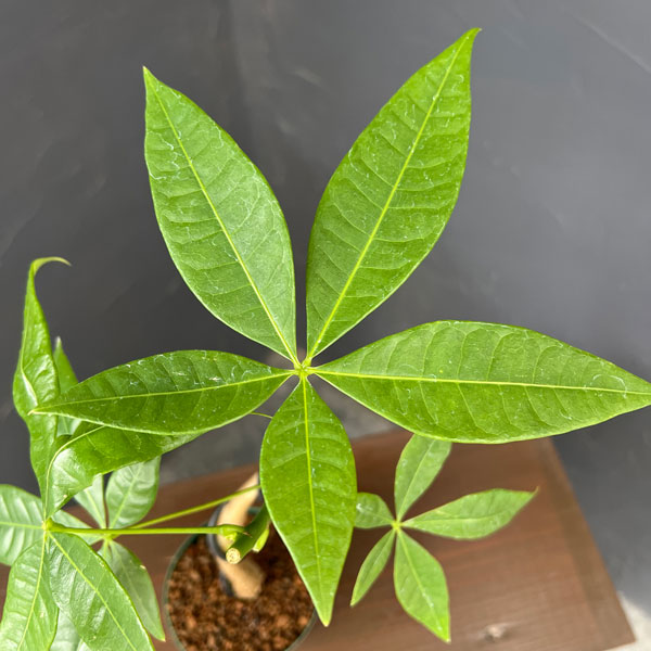 観葉植物 パキラ グラブラ(実生・曲がり仕立て...の詳細画像2