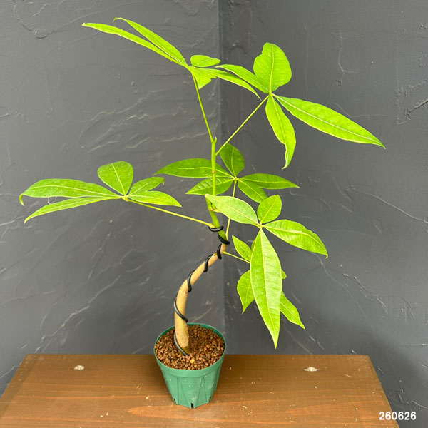 観葉植物 パキラ グラブラ(実生・曲がり仕立て...の詳細画像1