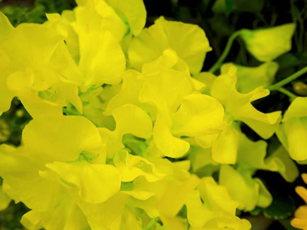 草花の苗 26年10月中下旬予約 スイートピー...の詳細画像4