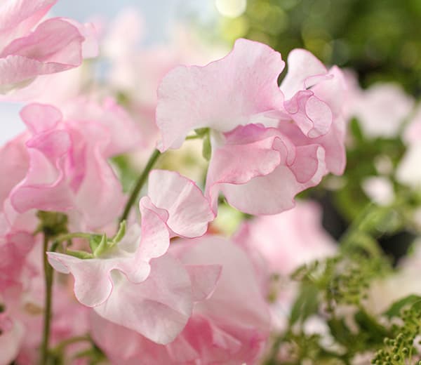 草花の苗 26年10月中下旬予約 スイートピー...の詳細画像3