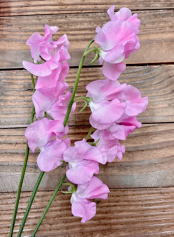 つる性植物 ピンクの花（花の苗）の商品一覧｜苗 | 花、ガーデニング 通販 - Yahoo!ショッピング