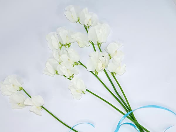 草花の苗 26年10月中下旬予約 スイートピー...の詳細画像3