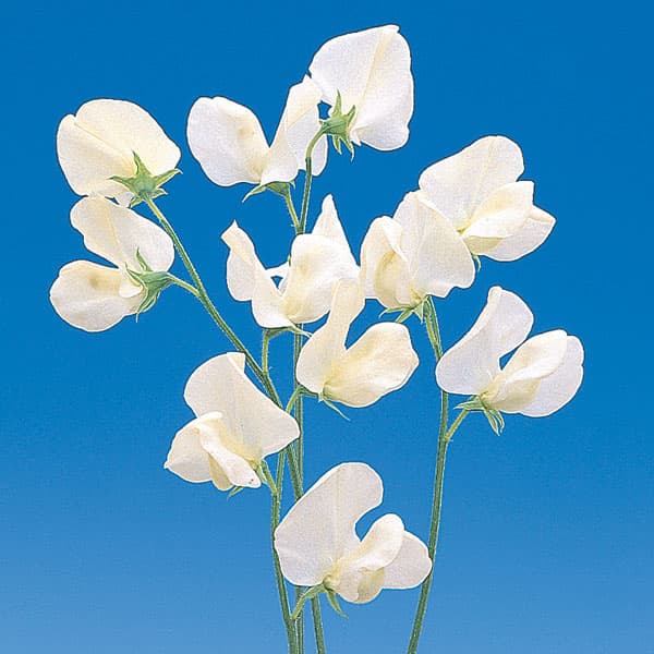 草花の苗 26年10月中下旬予約 スイートピー...の詳細画像4