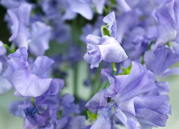 草花の苗 26年10月中下旬予約 スイートピー...の詳細画像1