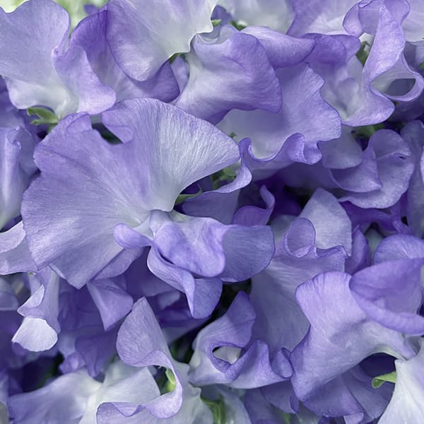 草花の苗 26年10月中下旬予約 スイートピー...の詳細画像2
