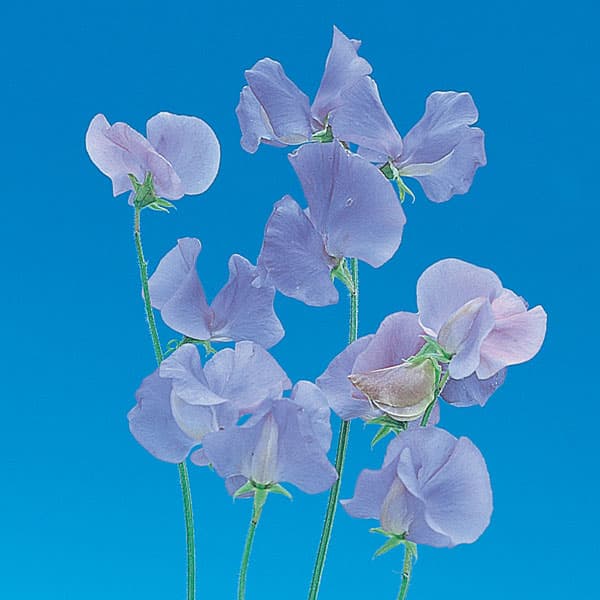 草花の苗 26年10月中下旬予約 スイートピー...の詳細画像3