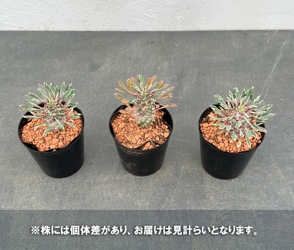 手作り植木鉢Ｄ-084 〜086サボテン、多肉植物、塊根植物、ビザールプランツ 手作り植木鉢D-084 〜086サボテン、多肉植物、塊根植物