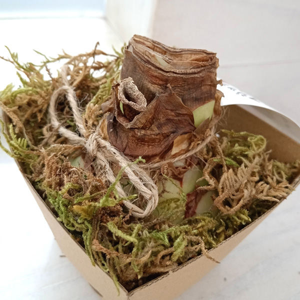 球根 (わけあり特価)アマリリス マジックアマ...の詳細画像1