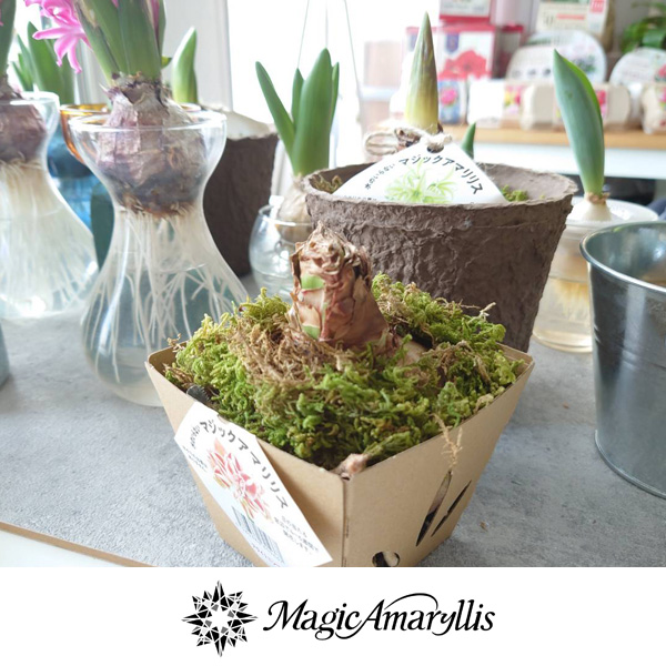 球根 (わけあり特価)アマリリス マジックアマ...の詳細画像4