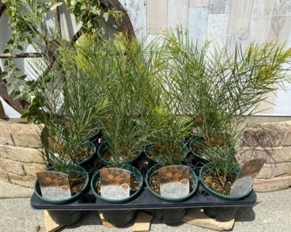 パールアカシア（苗木、植木） | 花、ガーデニング のおすすめ人気商品