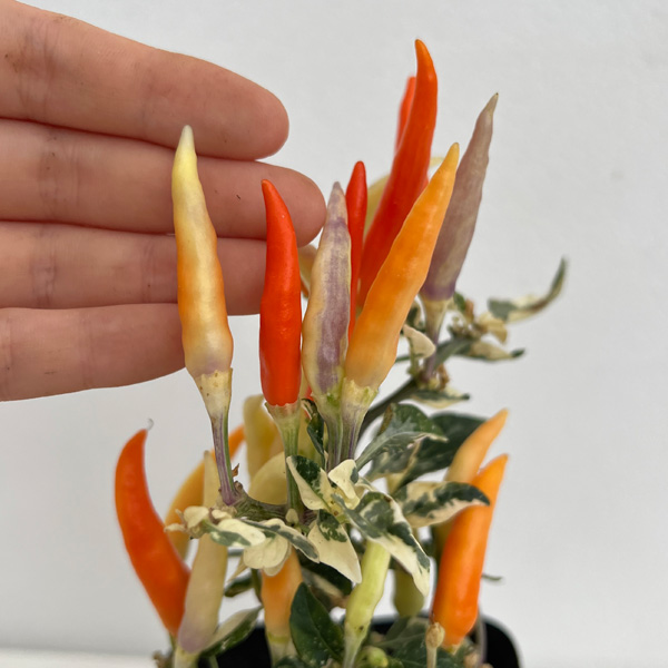 草花の苗 トウガラシ ウチュウクリームレッド2...の詳細画像3