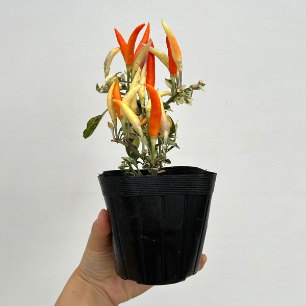 草花の苗 トウガラシ ウチュウクリームレッド2...の詳細画像4