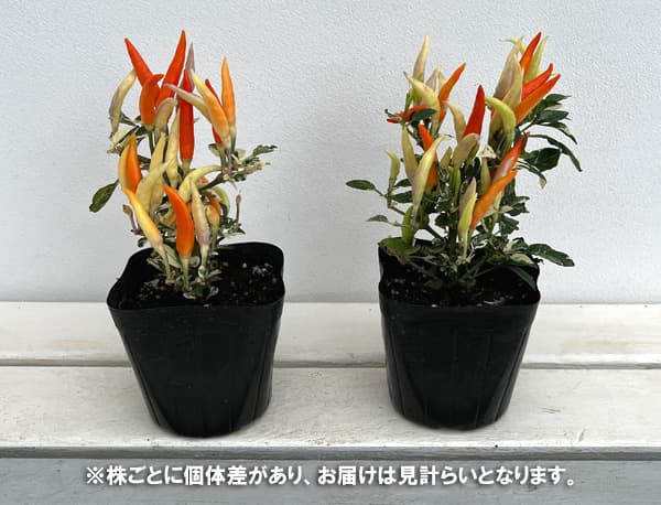 草花の苗 トウガラシ ウチュウクリームレッド2...の詳細画像5