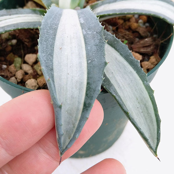 観葉植物 アガベ アメリカーナ メディオピクタ...の詳細画像2