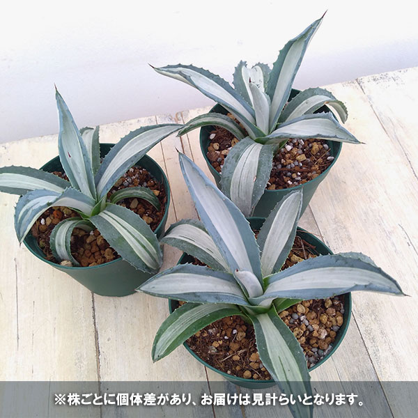 アガベ アメリカーナのおすすめ人気商品一覧 通販 - Yahoo!ショッピング