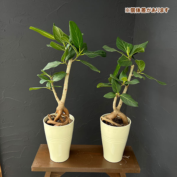フィカス・ベンガレンシス（観葉植物） | 花、ガーデニング のおすすめ