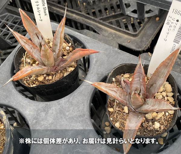 観葉植物/（わけあり特価）アガベ：リトルシャーク 2.5号 : 186658 