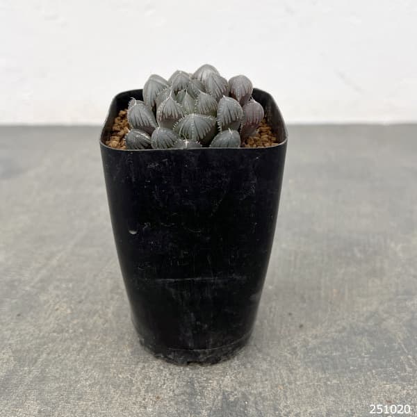 観葉植物 ハオルチア レッドレンズオブツーサ2...の詳細画像1