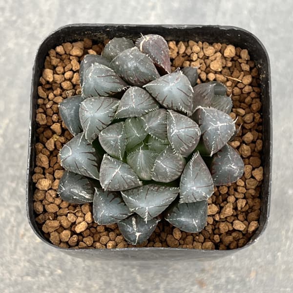 観葉植物 ハオルチア レッドレンズオブツーサ2...の詳細画像4