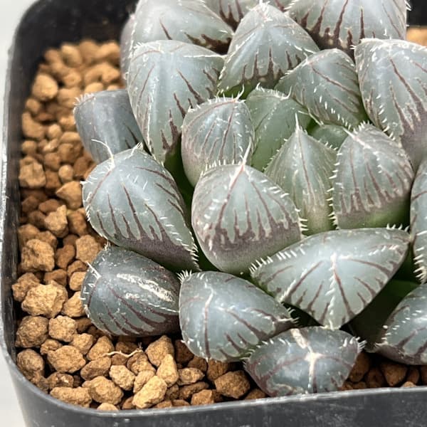 観葉植物 ハオルチア レッドレンズオブツーサ2...の詳細画像5