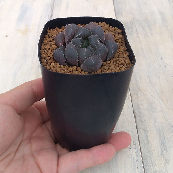 観葉植物 ハオルチア レッドレンズオブツーサ2...の詳細画像2