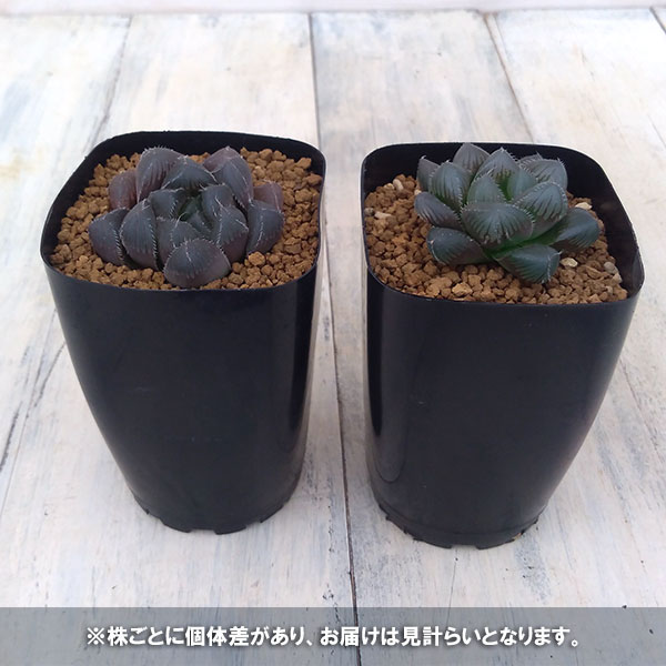 観葉植物 ハオルチア レッドレンズオブツーサ2...の詳細画像3