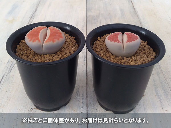 観葉植物/リトープス：朱唇玉2.5号鉢植え｜engei｜06