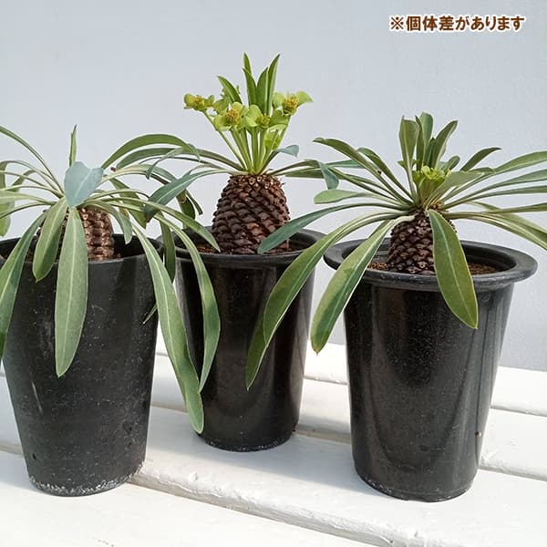 観葉植物/サマーセール ユーフォルビア：鉄甲丸（てっこうまる