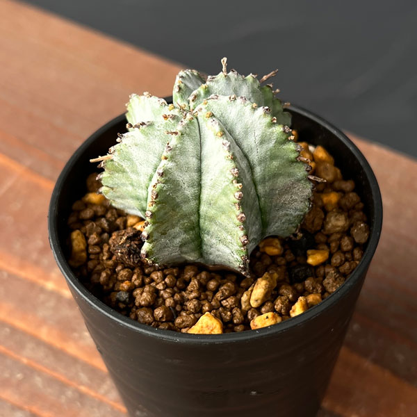 ユーフォルビア ホリダのおすすめ人気商品一覧 通販 - Yahoo!ショッピング