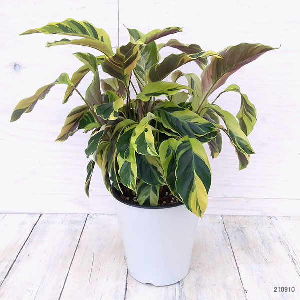 大学 割引 カラテア 観葉植物（観葉植物） のおすすめ 花、ガーデニング | その他観葉植物