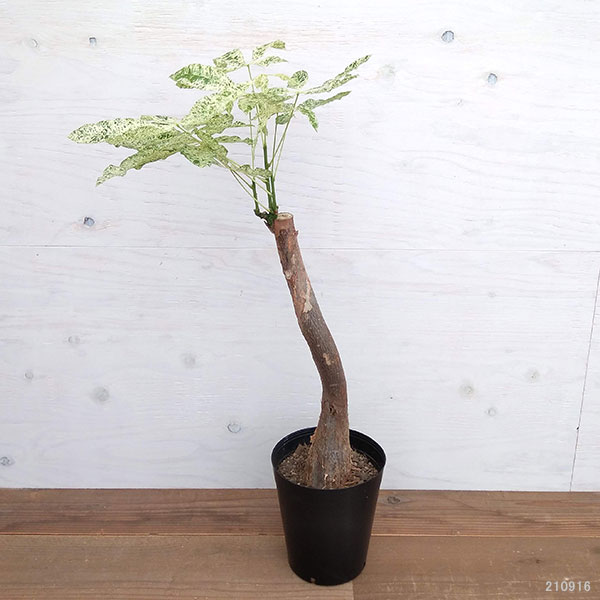 観葉植物 サマーセール パキラ ミルキーウェイ...の詳細画像1