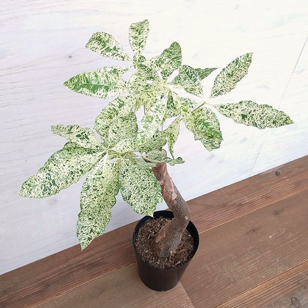観葉植物 サマーセール パキラ ミルキーウェイ...の詳細画像2