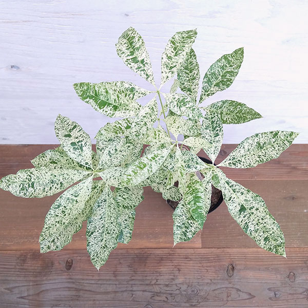 観葉植物 サマーセール パキラ ミルキーウェイ...の詳細画像3