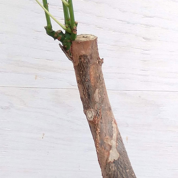 観葉植物 サマーセール パキラ ミルキーウェイ...の詳細画像4