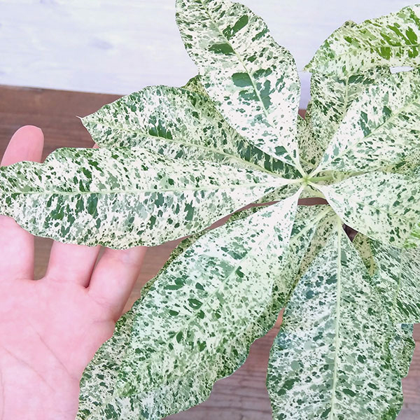 観葉植物 サマーセール パキラ ミルキーウェイ...の詳細画像5