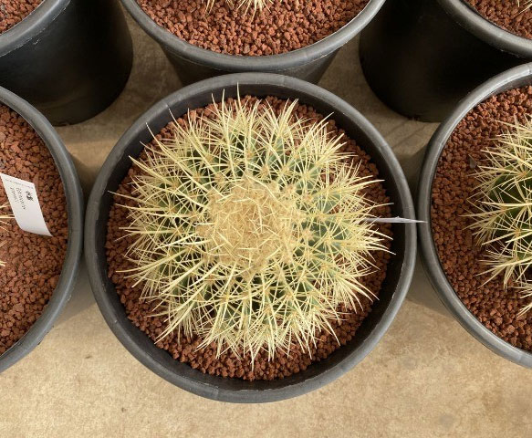 観葉植物 サボテンの王様 金シャチ（キンシャチ・金鯱）8号鉢植え（鉢