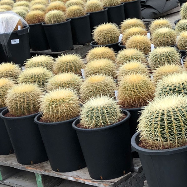 サボテン 金鯱のおすすめ人気商品一覧 通販 - Yahoo!ショッピング