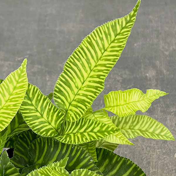 観葉植物 コニオグランメ エメイエンシス 3号...の詳細画像3
